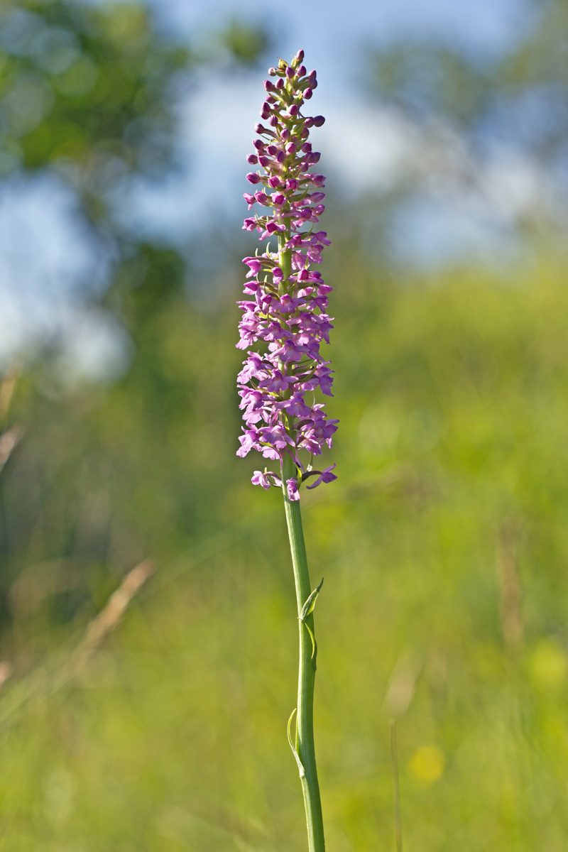 Gymnadenia conopsea